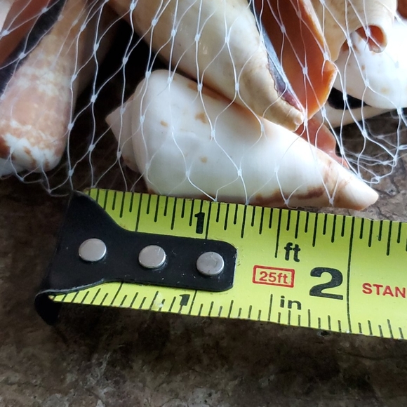 Sea Shells - Picture 3 of 4